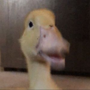 Meet your Posher, Alannah